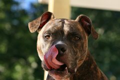 Aidan_Tounge.jpg